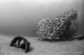   Shot fragment El Vencedor shipwreck Cabo Pulmo National Park Mexico. Mexico  